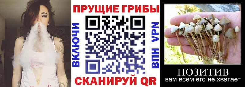 закладки  Канск  Псилоцибиновые грибы ЛСД 